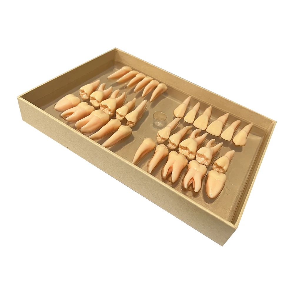 32 Pieces/set Dental 2.5x Carved Two-color Permanent Tooth Isolated Tooth Model Three-dimensional Isolated Tooth Teaching Model