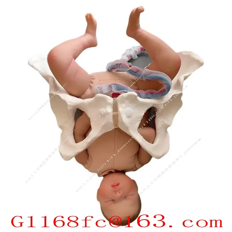 Female Pelvic Delivery Model and Delivery Teaching Demonstration