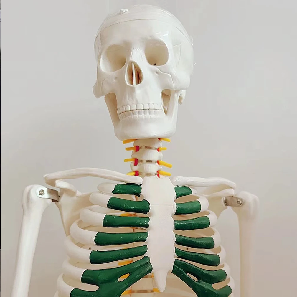 85CM Human Active Model Medical Anatomy Skeleton Skeleton Model Medical Learning Halloween Party Decoration Skeleton Art Sketch