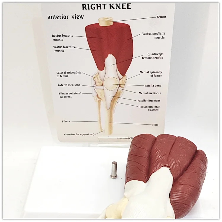 Human Anatomy Skeleton Life Size Knee Joint Anatomical Model With Muscles Ideal for Student and Patient Education