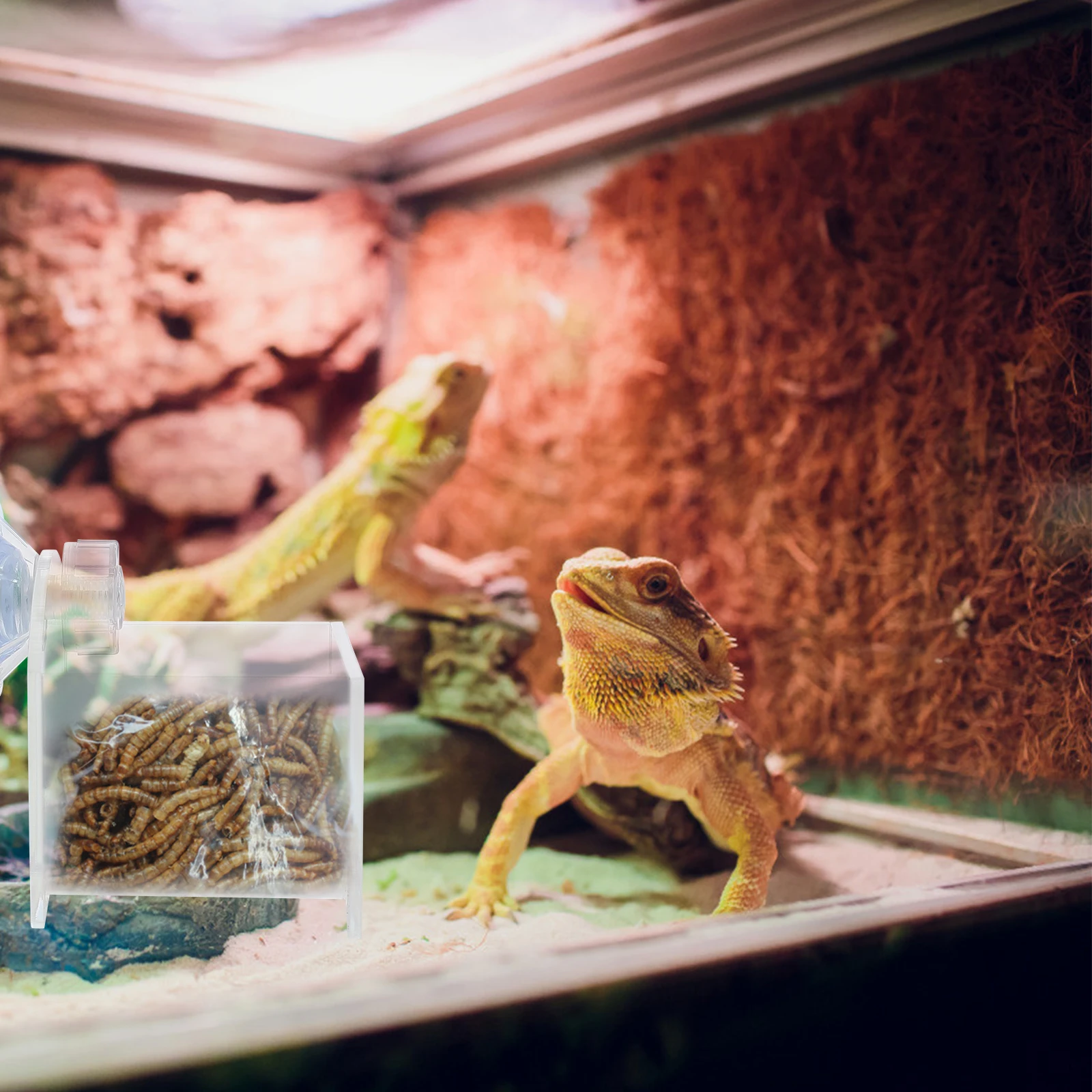 

2 Pcs Reptile Feeder Hamsters Accessories Stuff Rodent for Drinking Bowl Gecko Water Fountain Crawl Bird Drinker