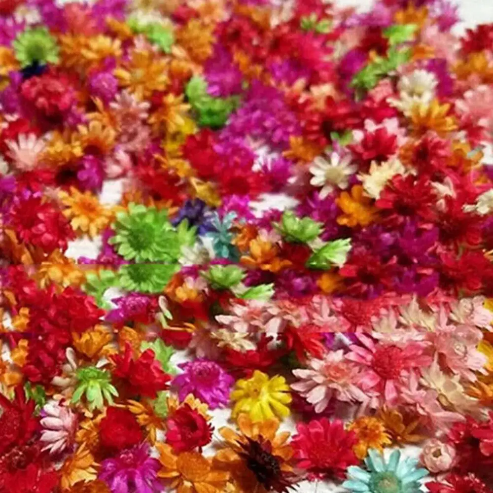 DIY 100Pcs Dried Flower Head Chrysanthemum Handmade Craft Nail Art Filling Decor