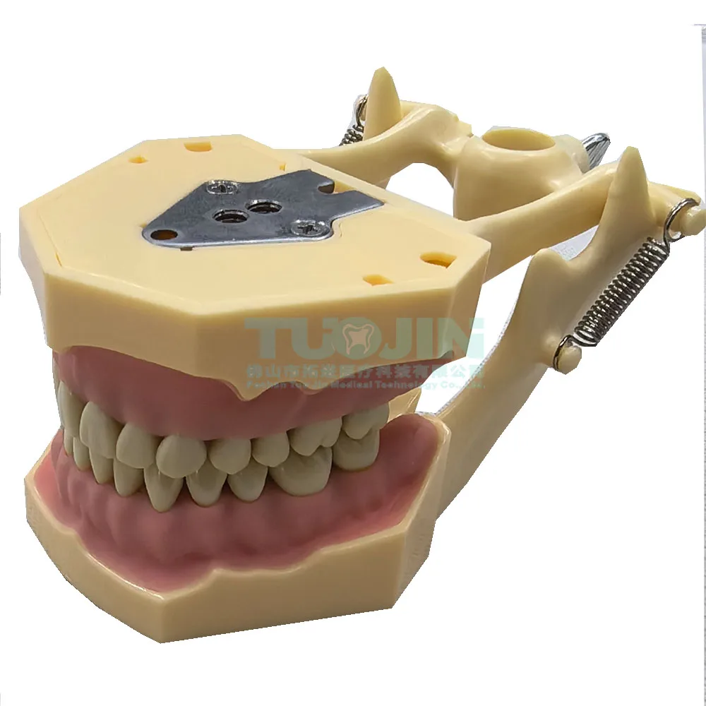 Model zębów dentystyczny pasuje AG3 28 Model nauczania dentystyczny standardowy Model zastępczy Typodont zęba