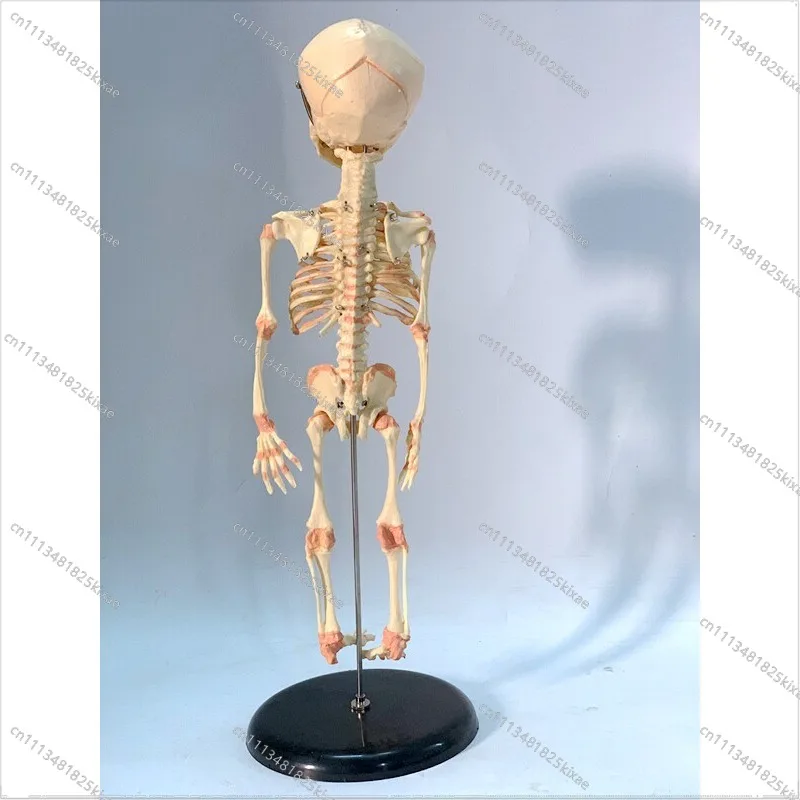 For Human Fetal Skeleton Model, Human Baby Skeleton Teaching Aids, Neonatal Skeleton, Fetal Skull