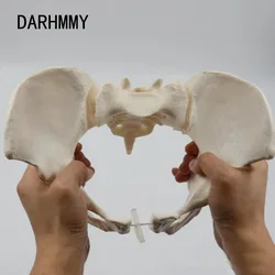 DARHMMY 1:1 Pelvis Model Human Skeleton Model Specimen Hip Skeleton Anatomy Medical Tool school  Pubis Skeletal Educational