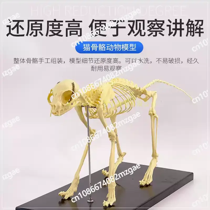 Cat and Dog Skeleton Anatomy Model Kit, Veterinary Teaching Specimen with Bones Skeleton Anatomical Display for Education