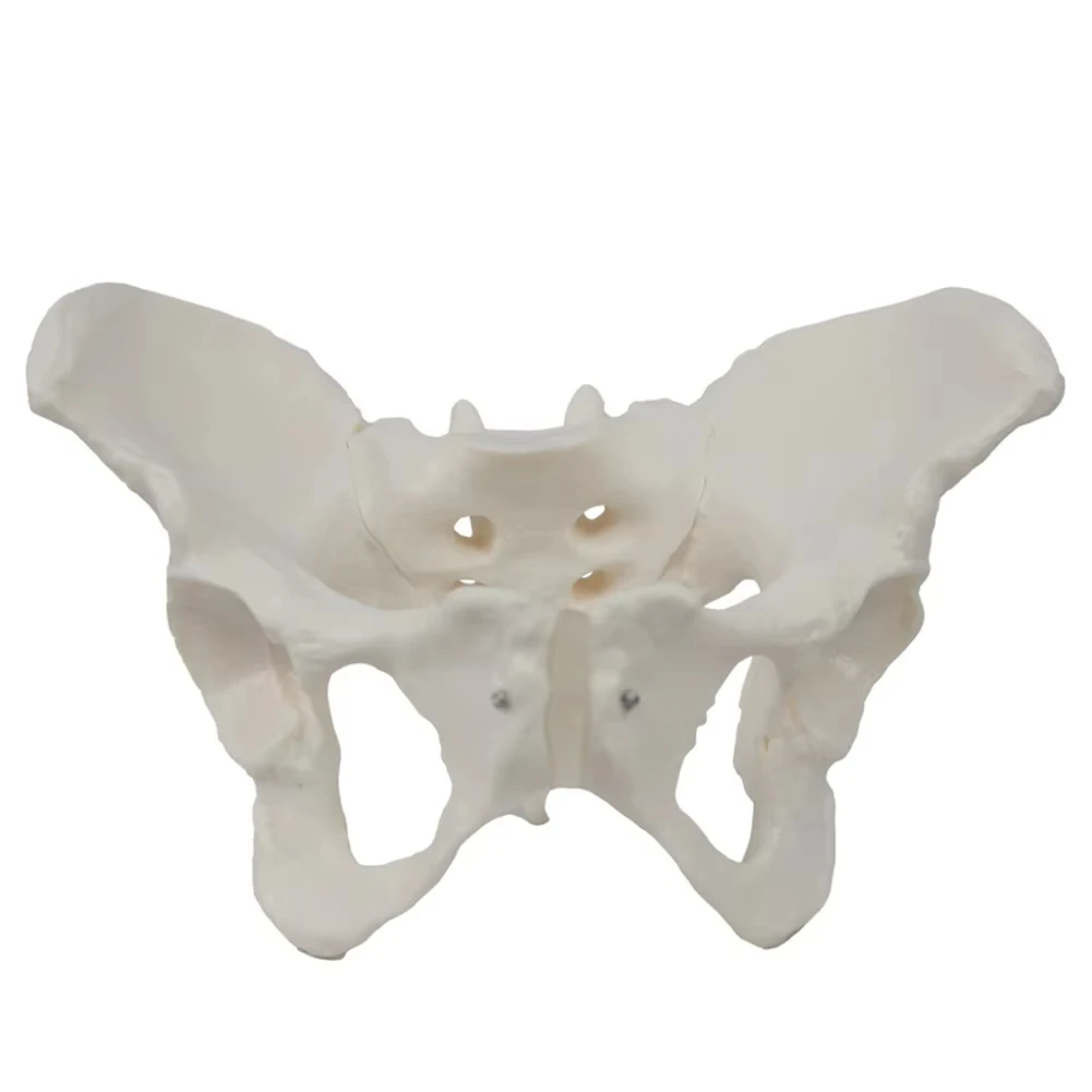 Medical teaching tools Skeleton PVC model Student teaching equipment Knee joint model Skin Model Vertebral model