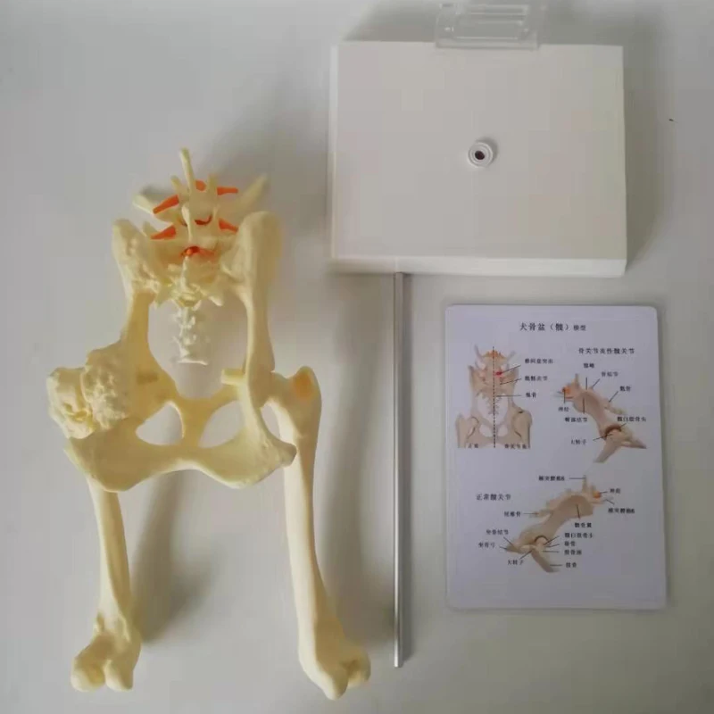 

Dog Canine Lumbar Hip Joint With Femur Model Teaching Anatomy Skeleton Display