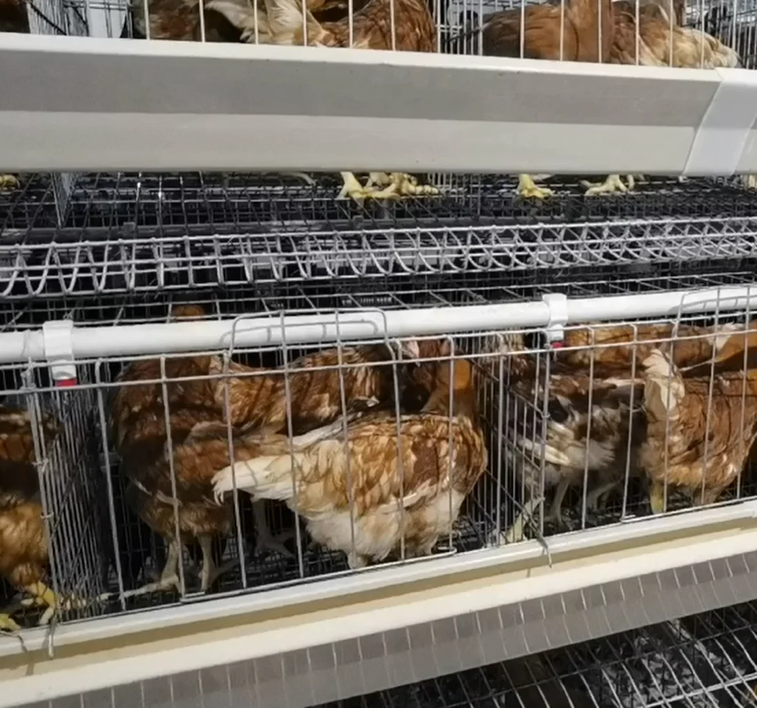 Capacity for 100000 Birds Automatic Poultry Farming Equipment Layer Chicken Battery Cages