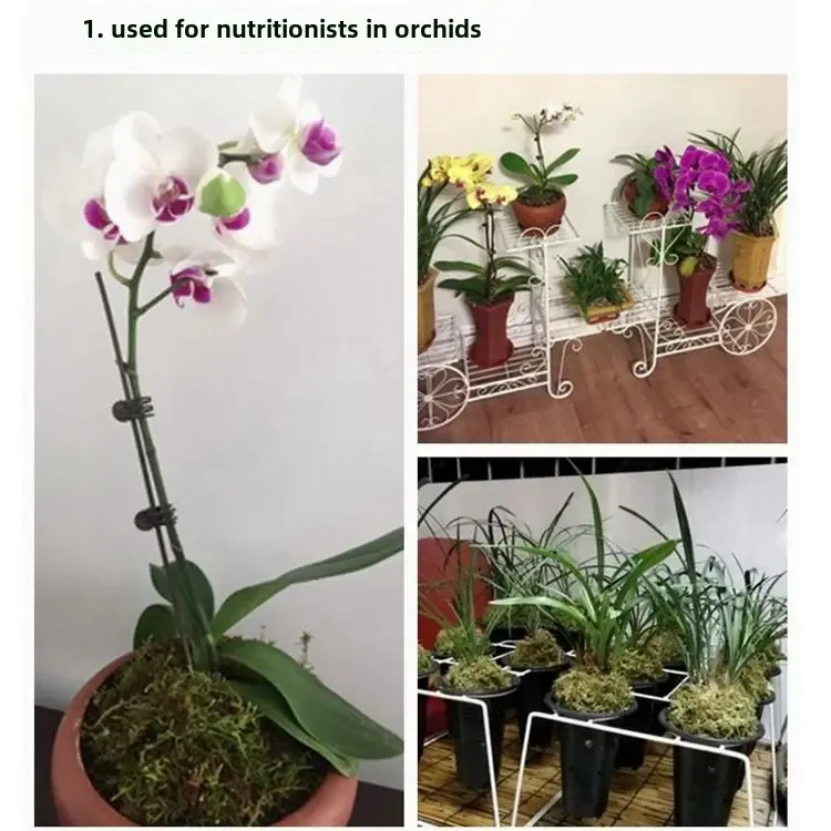 Wholesale Dried Moss Algae Butterfly Orchid Cactus Pebble Nutrition Soil Plant Cuttings Umbrella Shade Winter Cushion Pad