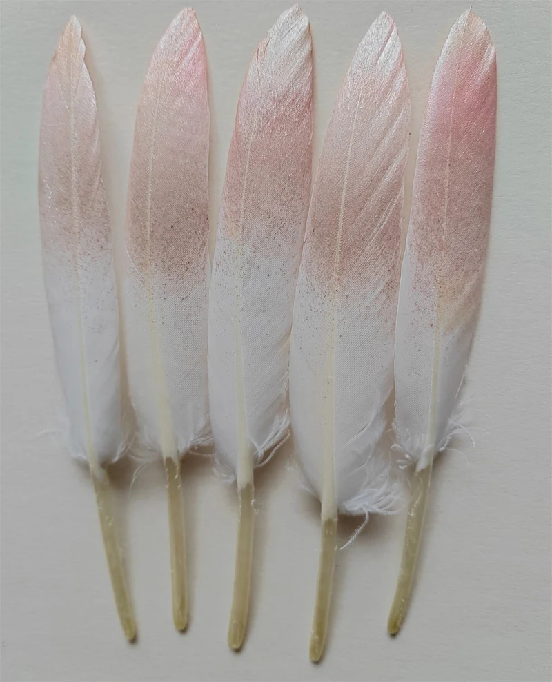 20 قطعة 10-15 سنتيمتر ريش أوزة مطلي ، ريش بطة بلونين ، زينة الزفاف ، بلوماس ، 5 ألوان متاحة