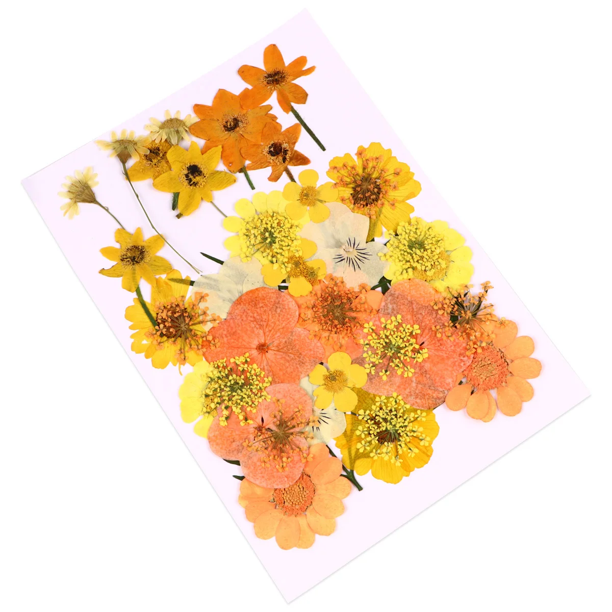 40 قطعة من الزهور المجففة الطبيعية الأنيقة والبرتقالية الجميلة والزهور المضغوطة الحقيقية الرومانسية المزهرة الديكور لعيد الميلاد