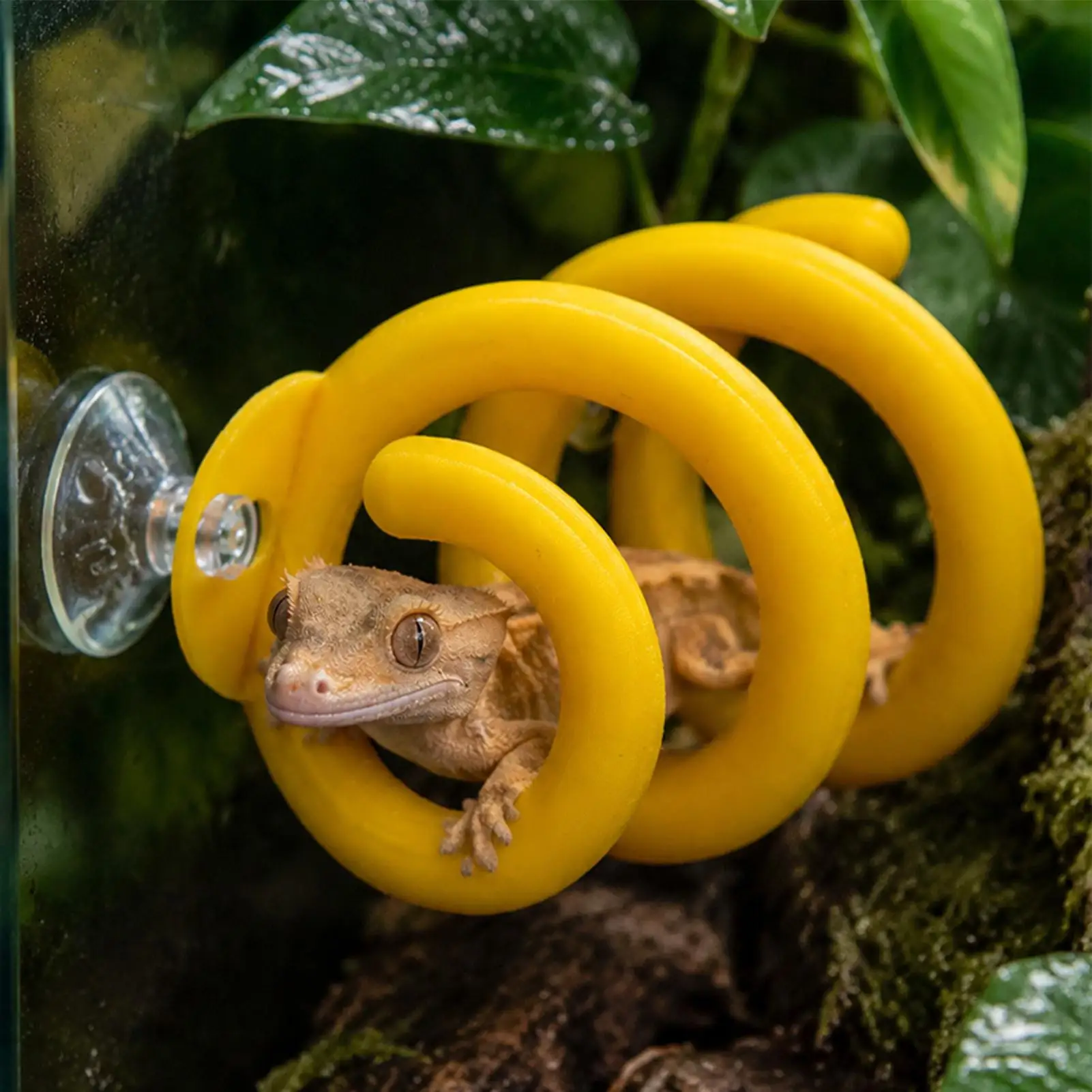 Spiral Rings Reptile Climbing Frame With Suction Cup Base Multi Layer Hiding Rest Platform For Ball Python Corn Snake Bearded