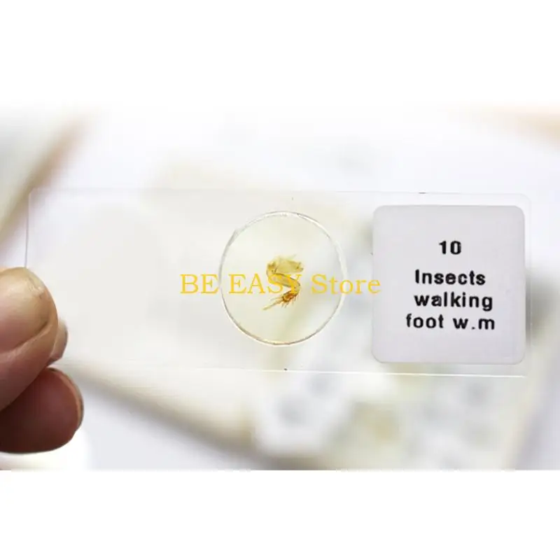 مجموعة شرائح المجهر المعدة E28F عينات احترافية لاستخدام الأطفال الطلاب