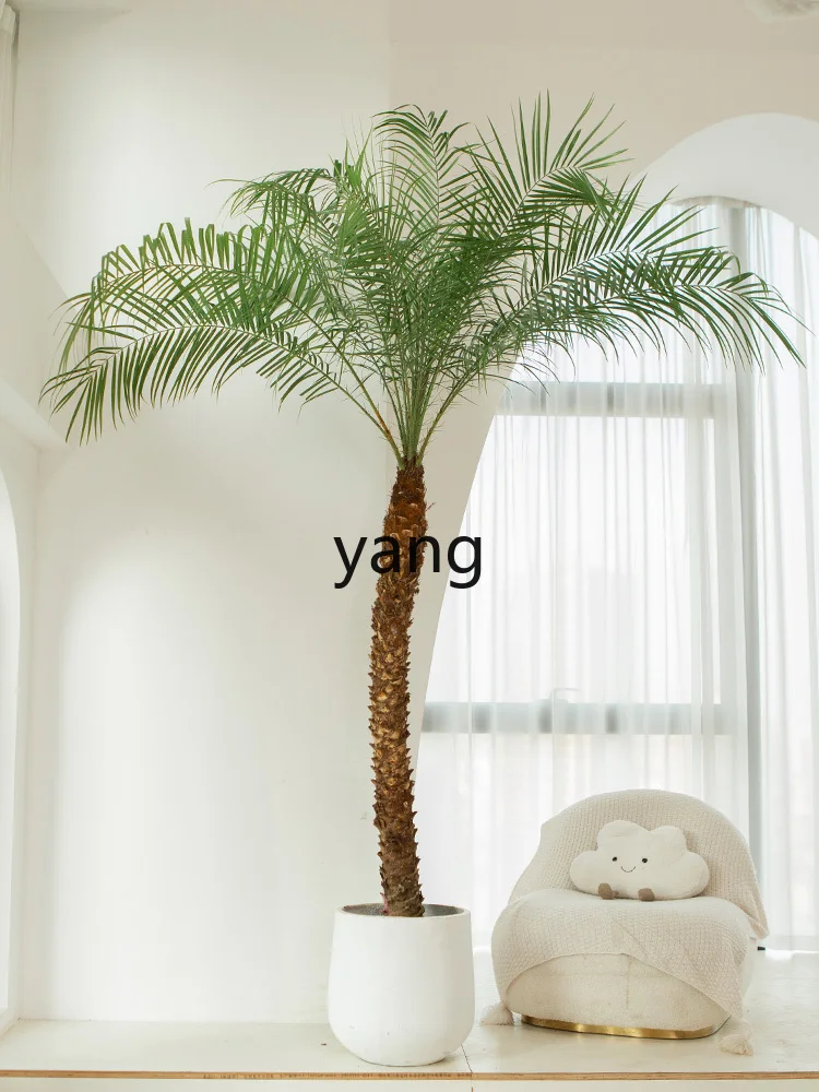 LXL Potted Needle Leaf Palm Large Tropical Plant Coconut Tree Indoor Greenery