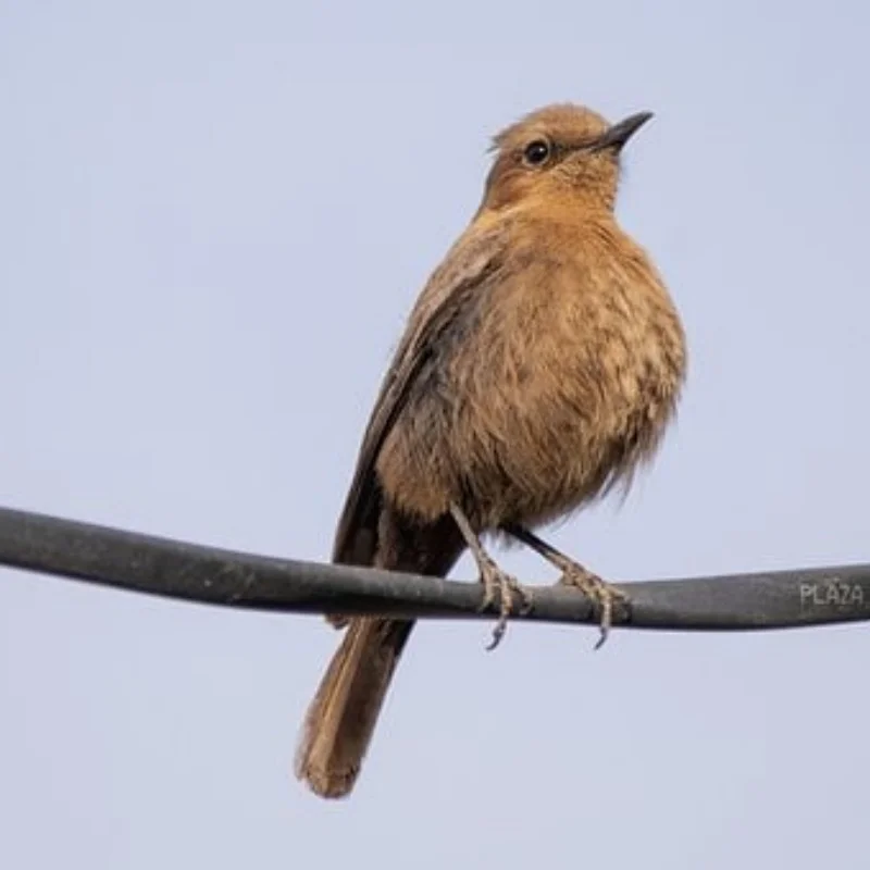 Metallservo 284131 für WLtoys 284131 284010 284161 Ersatzzubehör RC Automodell Modifikationsteile Servo