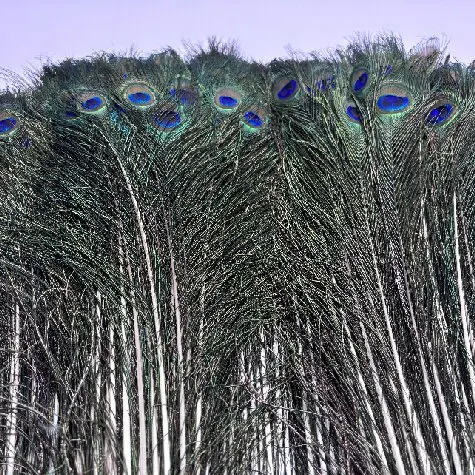 High Quality  Wholesale Holiday Items Party  Home Decor Large Eyes Natural Peacock  Feathers