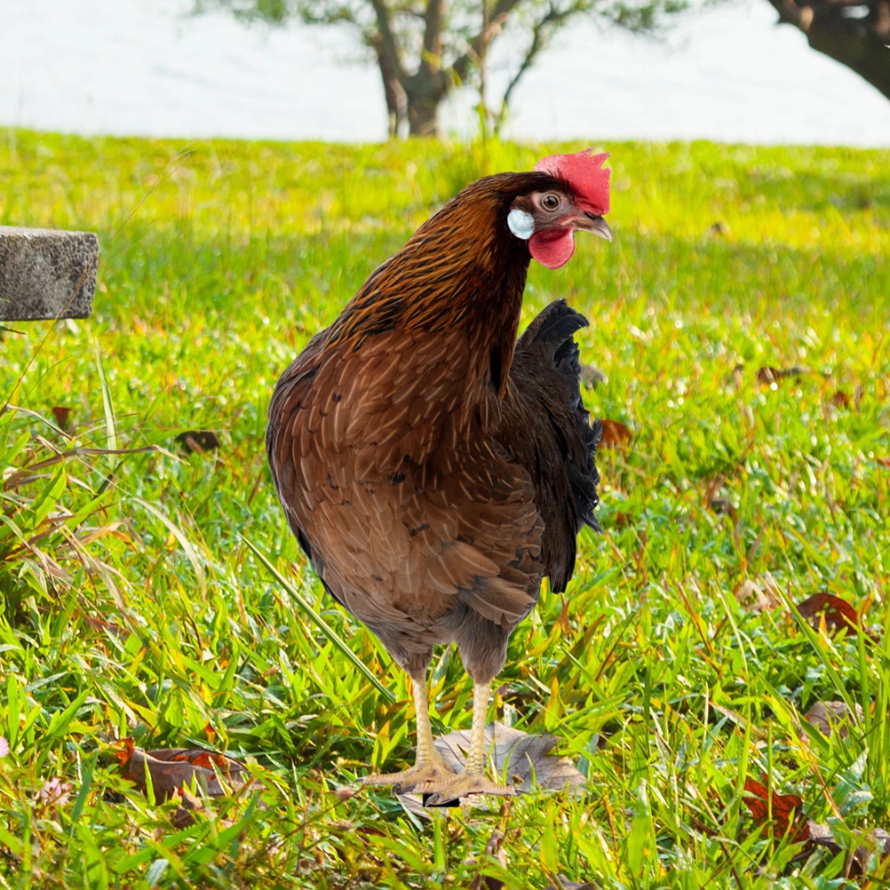 

2Pcs Garden Chicken Stakes Acrylic Weather Resistant Yard Decor Simulation Chicken Stakes Decorative Outdoor Garden Ornament