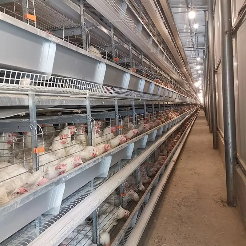 Automatic Poultry Husbandry Automated Chicken Egg Layer Equipment Home Animal Cages