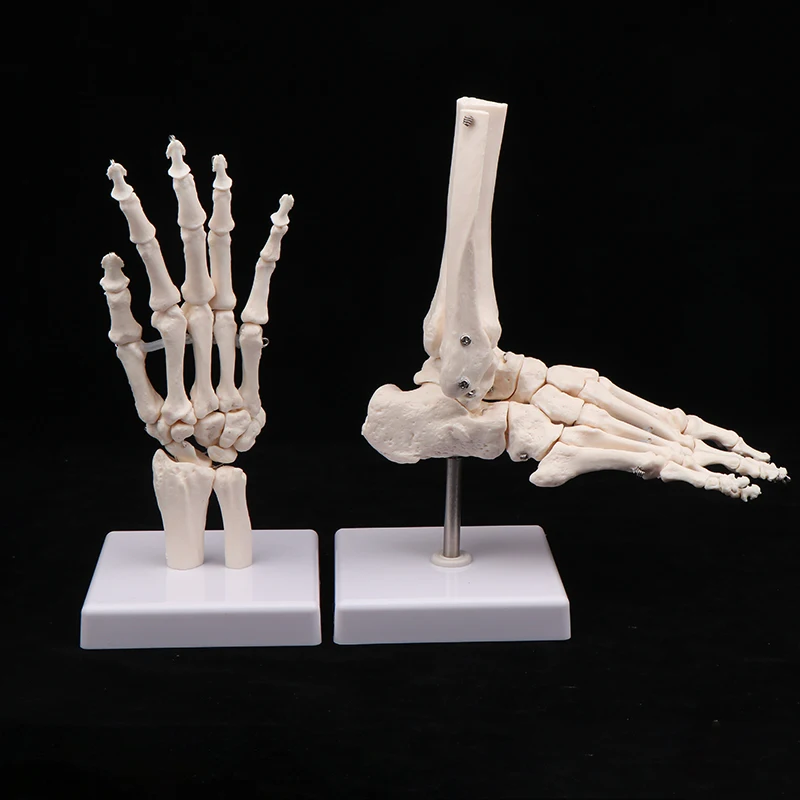 Hand Joint Model Human Hand Anatomy Model Hand Joint Anatomical Skeleton Model Home Desk Decor Painting Reference Art Statues