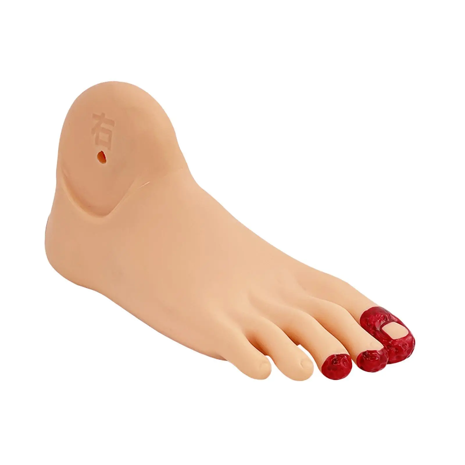 Diabetes Foot Nursing Model for Medical Study Science Classroom Science
