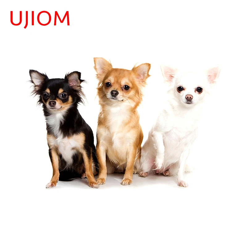 UJIOM Chihuahua Three Brothers Wall Sticker Window Glass Decal Bedroom Waterproof and Scratchproof Living Room Decoration