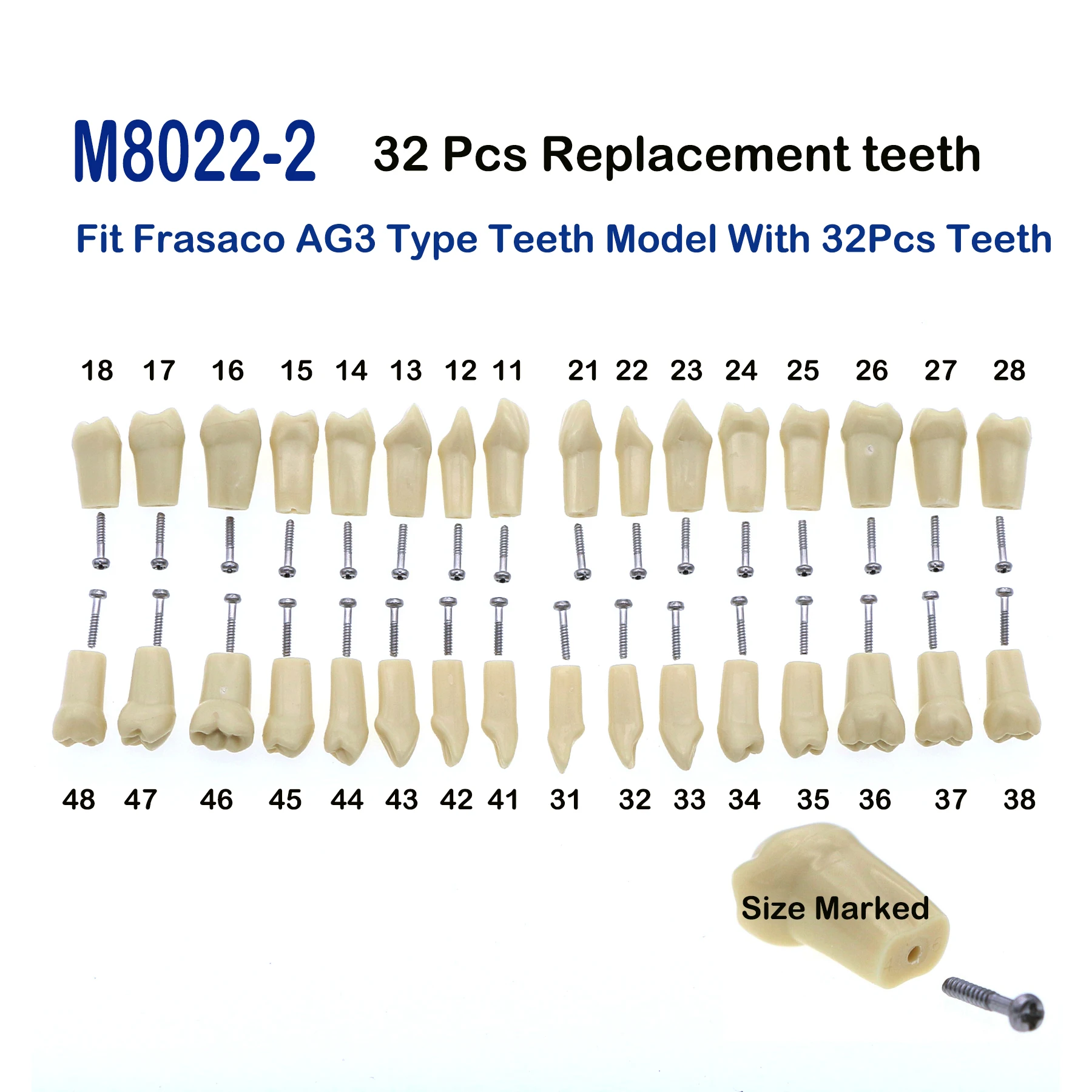 Fit typu Frasaco AG3 zamiennik dentystyczny 32 szt. Wkręcane Model zębów M8022-2 standardową prezentację wypełniania