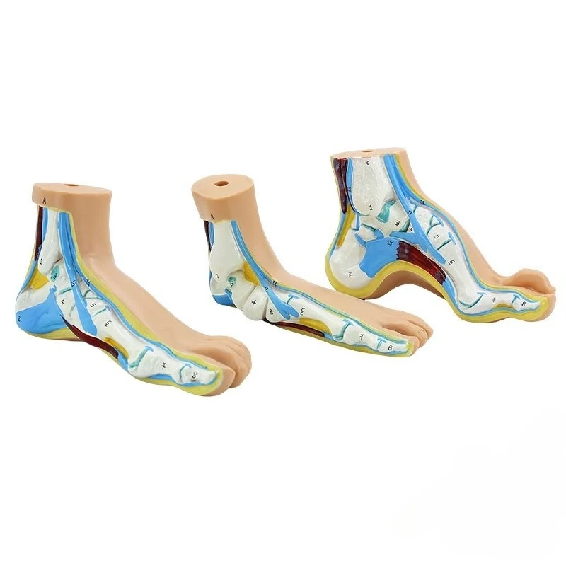 

Teaching human foot muscle anatomy model, normal foot