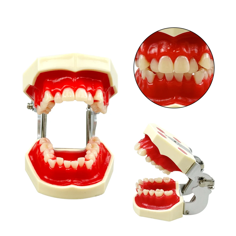 1pcs Dental Orthodontic Training Model With Red Wax Gum Teeth Model for Dentist Practice Tool Dental Demonstration Model