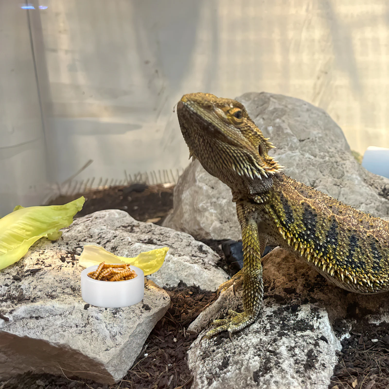 

3Pcs Reptile Feeder Ceramics Thick Bowls Small Round Lizard Feeding Dish Anti-Escape Food Water Basin Reptile Feeder