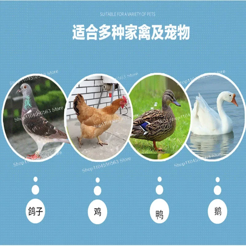 Переноска для курицы и утки, желоб для кормления голубей, таймер, автоматическое кормление, артефакт для курицы, принадлежности для голубей, посуда