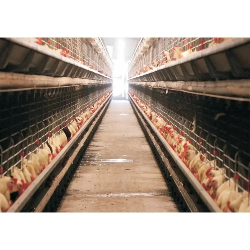 Good Price Automatic Layer Poultry Equipment A/H Type Chicken Farm Used Chicken Cage