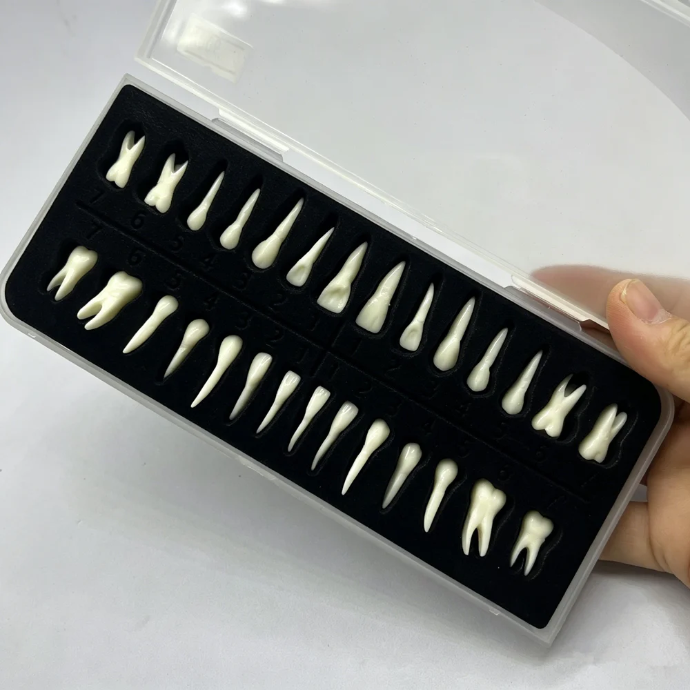 28pcs/set Dental Teeth Model Adult Full Mouth Upper Lower Teeth Resin 1:1 Permanent  Teeth Typodont With Root For Demonstration