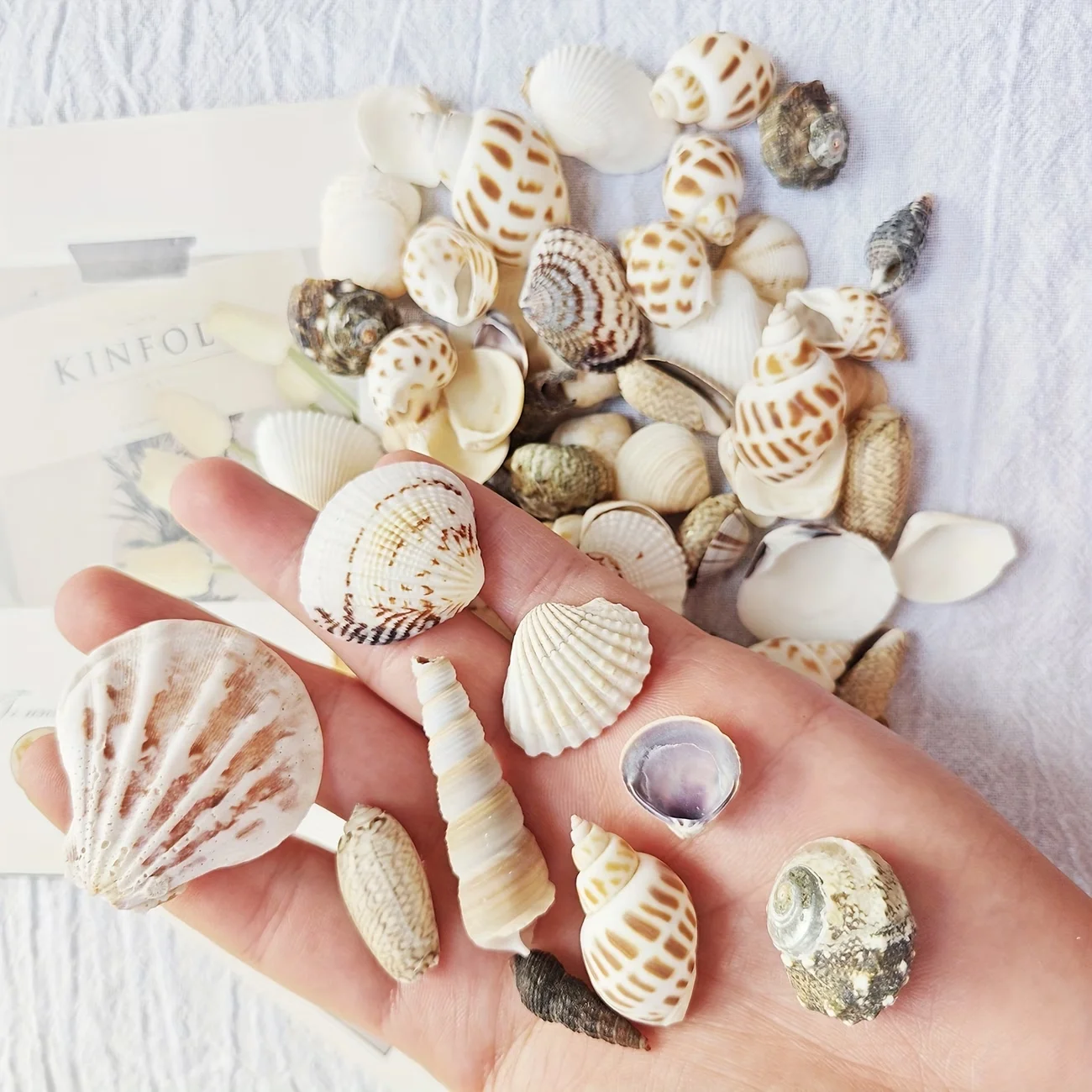 100g Meereswind-Muschelmix, Einzigartige Vielfalt an Schneckenschalen, Geeignet für Bodendekoration, Dekorative Muscheln für Aquarien – Detail 4