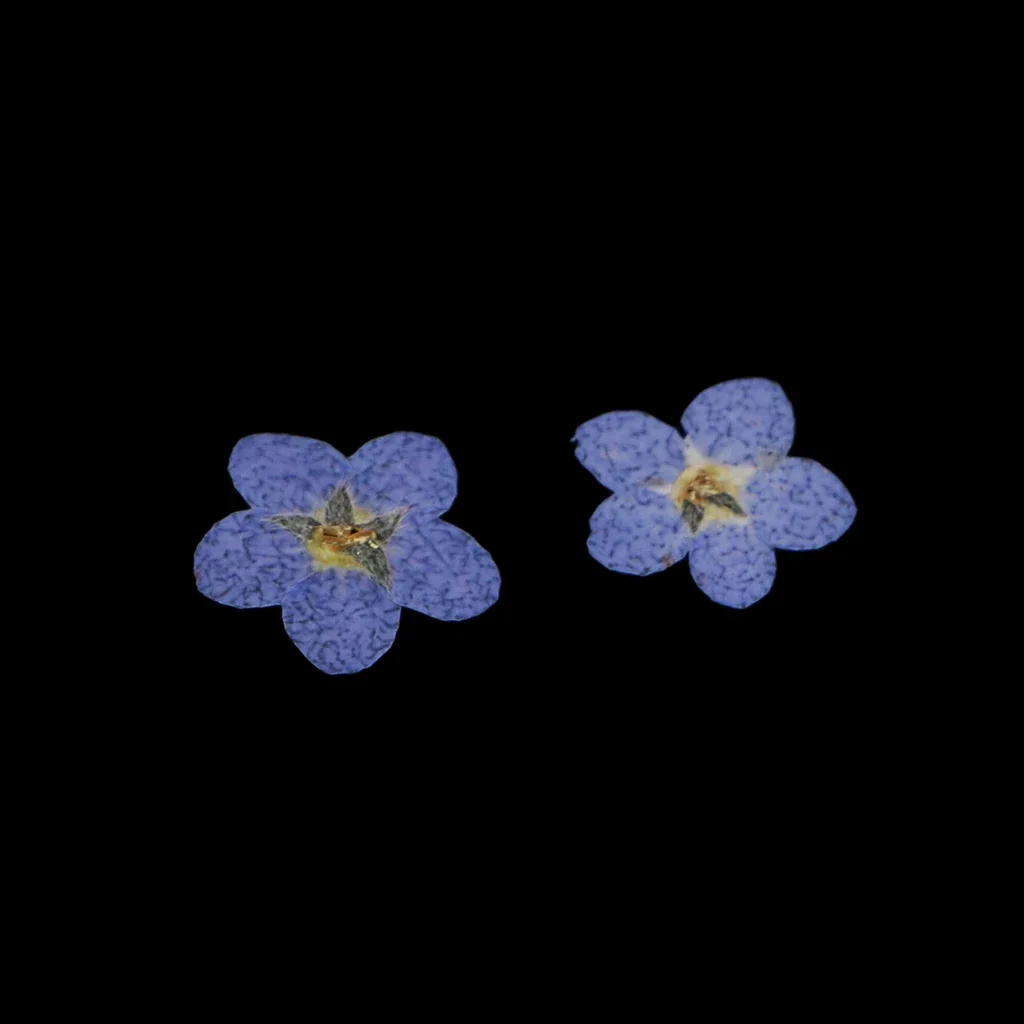 10pcs Natural Forget-me-not Flower Pressed Dried Flowers for DIY Art Craft Ornament Jewelry Making Embellishment Flores Orchid