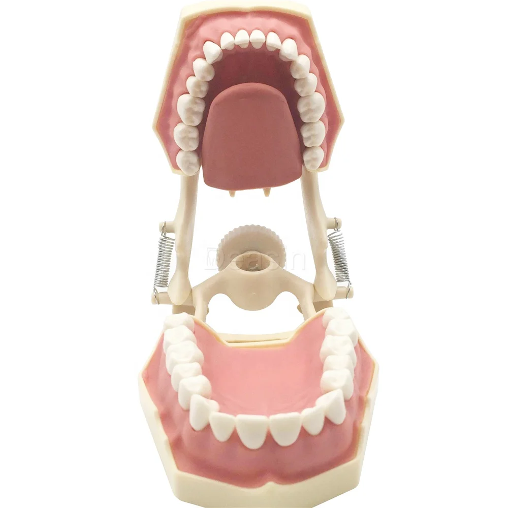 Teeth Model Tooth Small Frasaco AG3 Teaching Model for Studying 32pcs Ce Resin 1 YEAR Manual Online Technical Support Class II