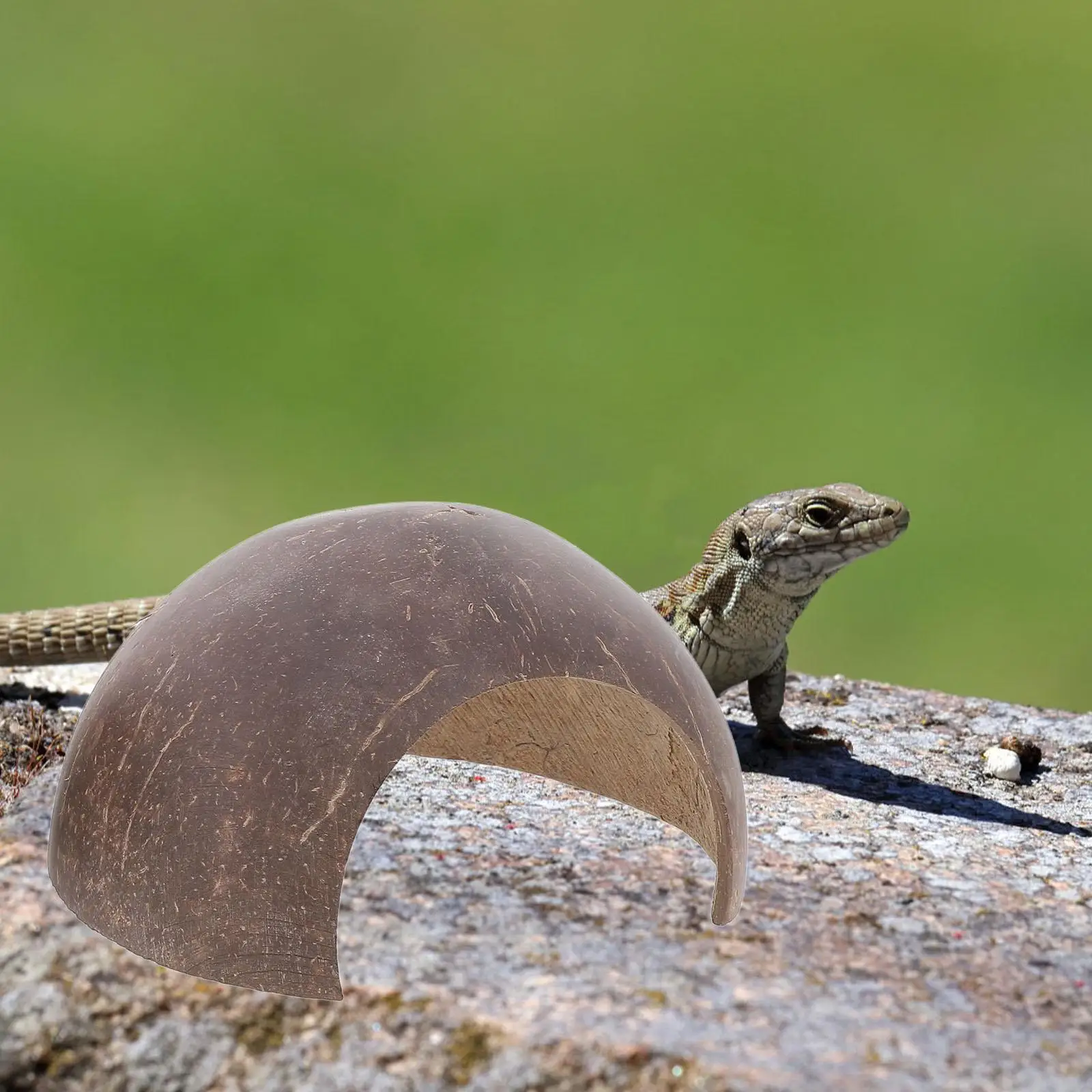 

2Pcs Coconut Shell Cave Hides Pet Hide House Reptile Hideouts Habitat Accessories Terrarium Decor Crab Toys Spider