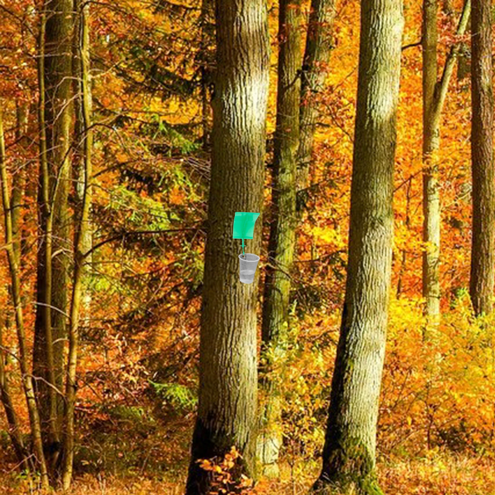 

6 Pcs Cicada Trap Remove Indoor Catcher Remover Traps for Tree Catching Supplies Tool