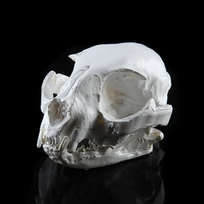 Animal Skull Statue Resin Cat Skull Figurine Home Room Decoration Accessories Halloween Gift Skeleton Model Collectible