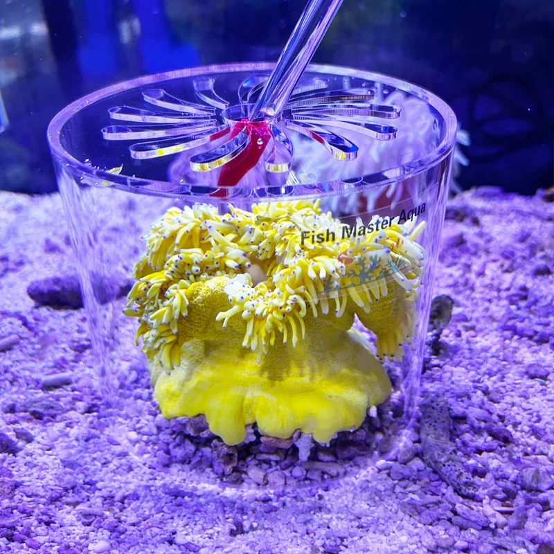 Acrylic Coral Feedi…