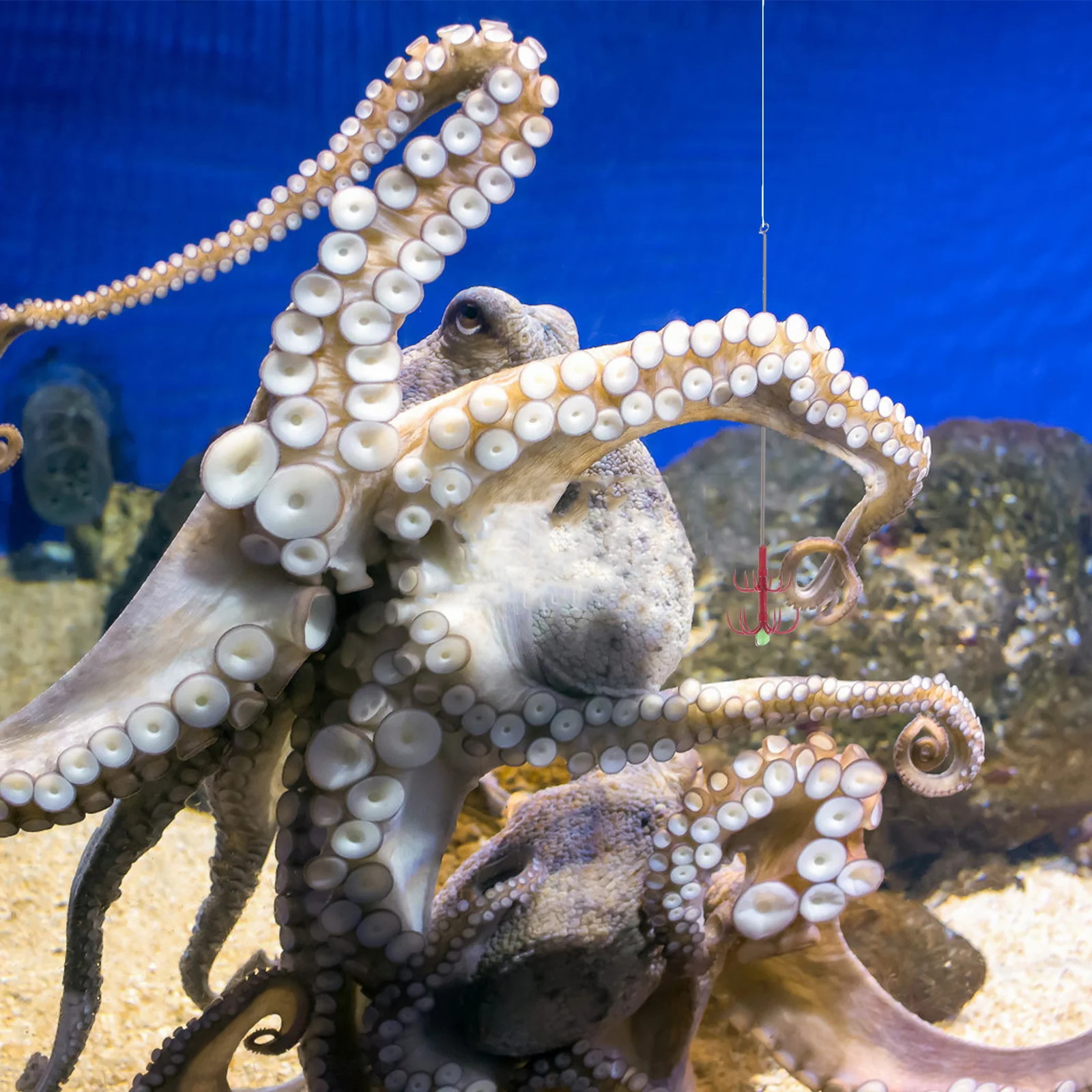 

2Pcs Multi-Use Double-Layer Umbrella Octopus Hook High-Strength Stainless Steel Fishing Gear Outdoor Angling Fishing Supplies