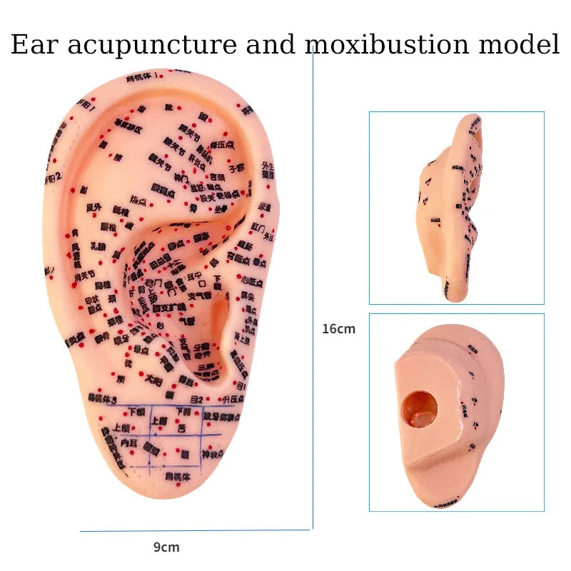 Hand And Foot Ear Acupoint Model Meridian Massage Acupuncture And Moxibustion Model Medical Teaching Supplies