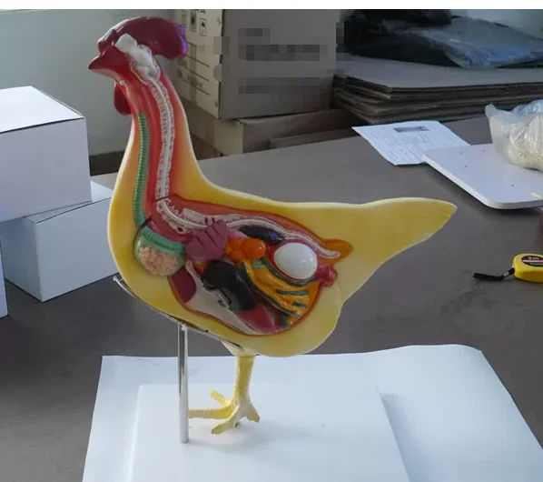 PVC High Simulation Chicken Visceral Dissection Model Detachable Teaching Tool