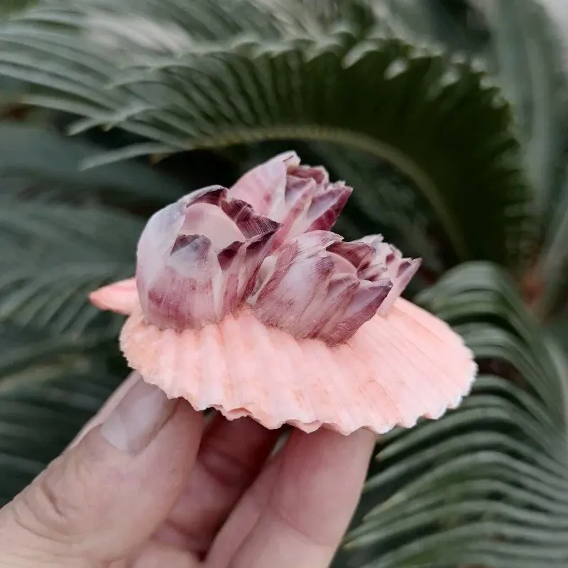 Natural Conch Shell Purple Barnacle Scallop Parasitic Fish Tank Aquarium Landscaping Decoration Collection Decoration Ornament