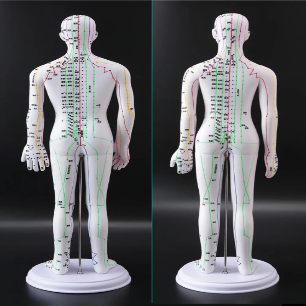 52CM Soft Human Body Acupuncture Model Man/Woman Meridians Model Chinese Medicine Teaching Medical Education Appliances 2Color view 5