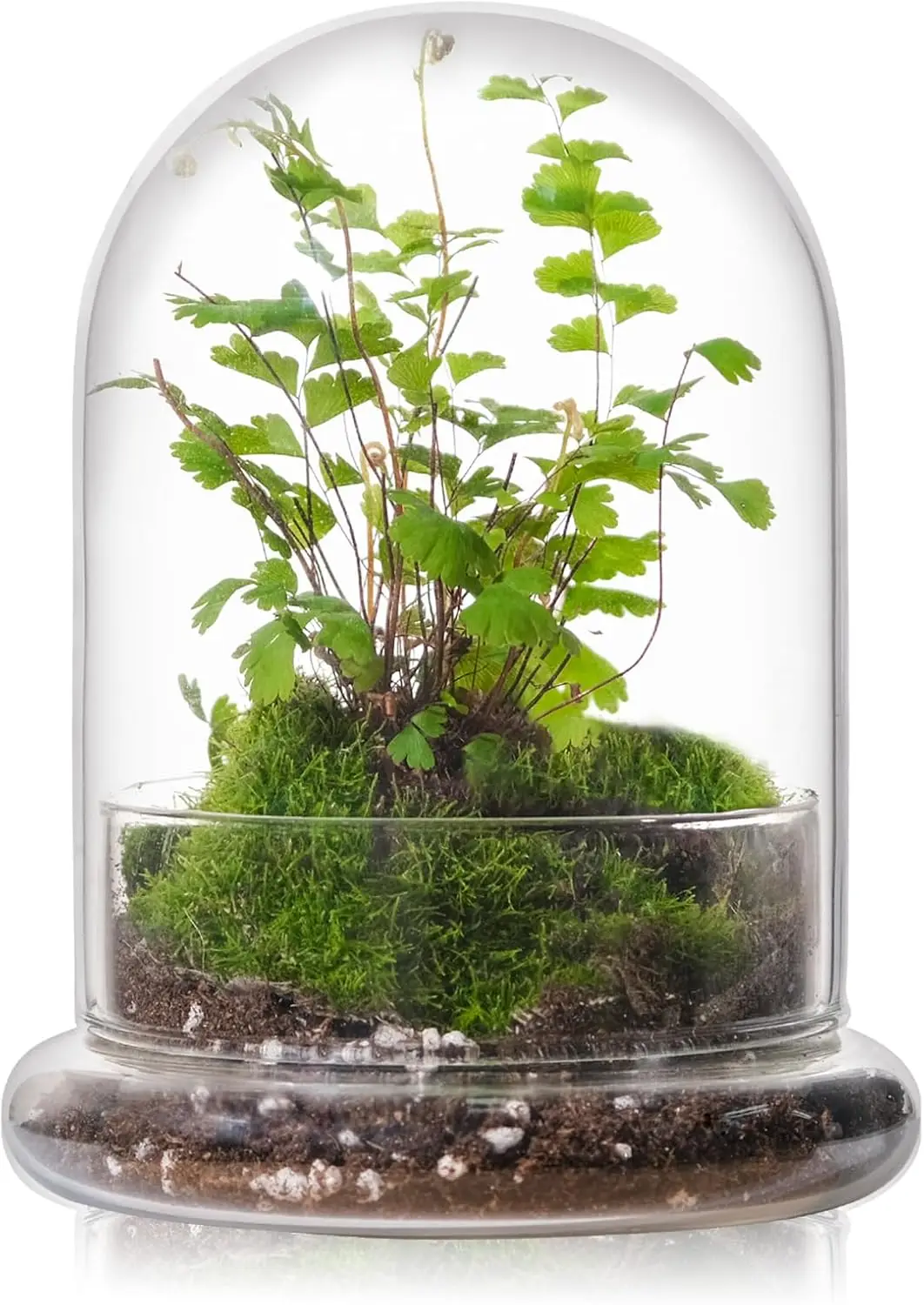 

Стеклянный колпак для комнатных растений, маленький террариум, мини-купол с основанием для демонстрации, для дома