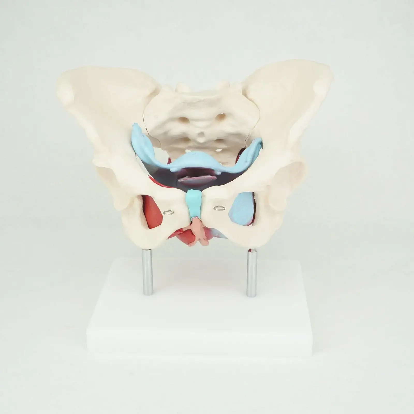 PVC Natural Life Size Female Pelvis with Pelvic Muscles Anatomical Model Medical