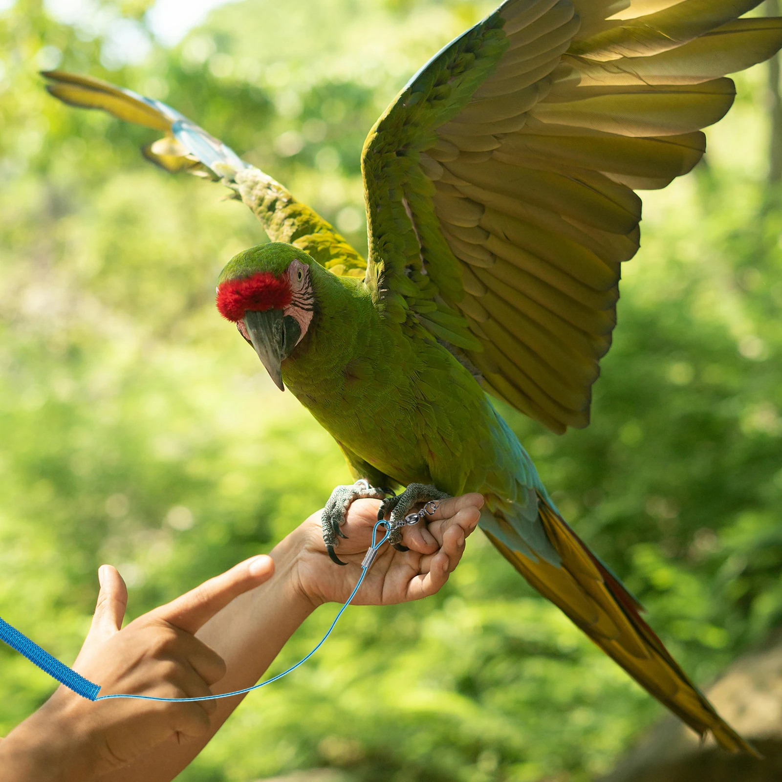

2pcs Parrot Training Rope Elastic Birds Leash Pet Harness Traction Blue Ropes Outdoor Ring Steel Bird Fly Train