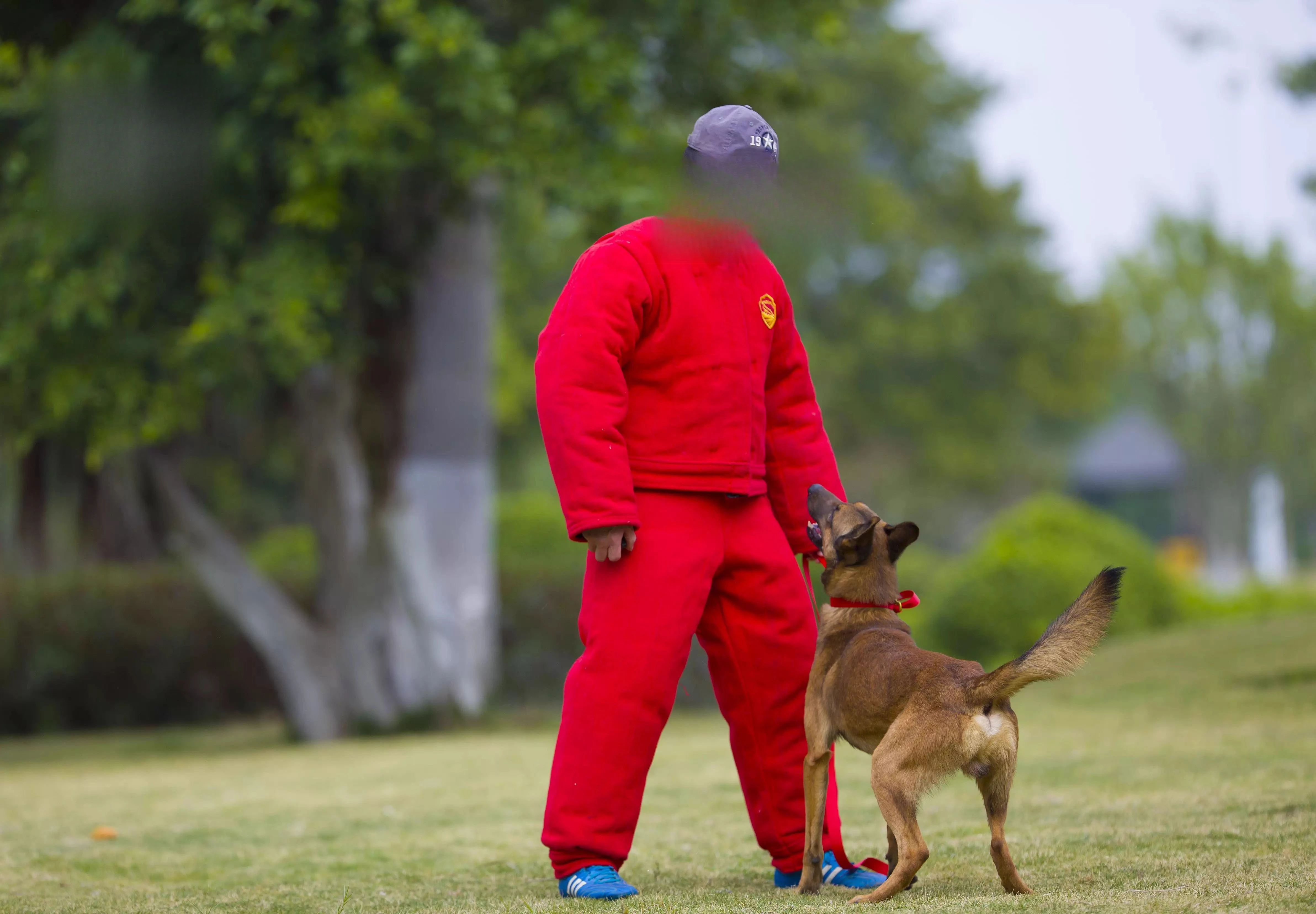 

Охорождение для дрессировки собак, снаряжение для поиска и спасения, защита от разрывов для собак, тренировка по укусам, одежда для профессиональных тренировок