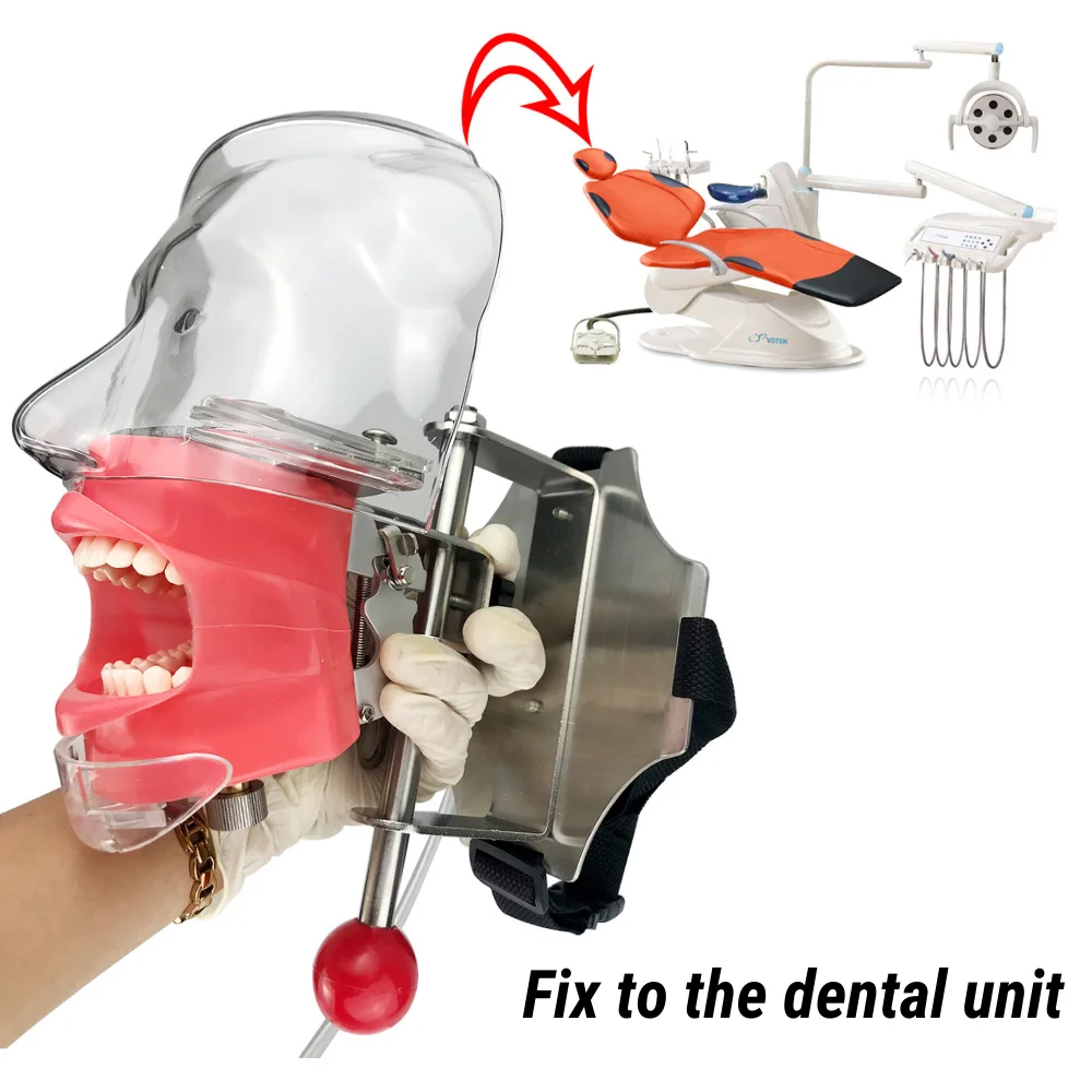 YTYIN PH2 Equipments Hochwertiges Lehrinstrument Phantomsimulator Trainingsmodell für das Studium der Schule und Universität